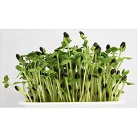 Kitchen Garden Black Striped Unhulled Sunflower Seeds Sprouting Seeds 300g